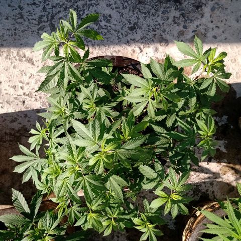 PYK  growlog timeline photo
