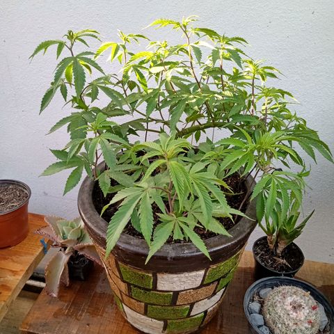PYK  growlog timeline photo