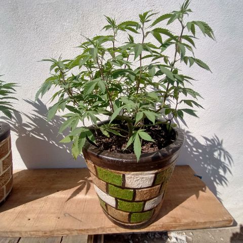PYK  growlog timeline photo