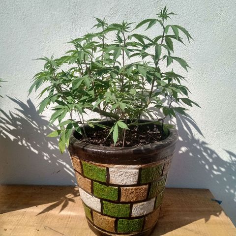 PYK  growlog timeline photo