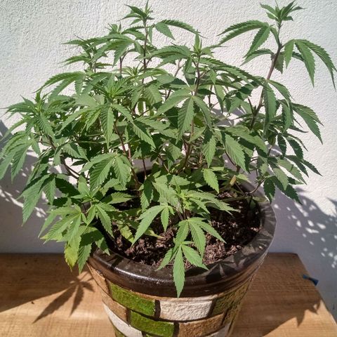 PYK  growlog timeline photo