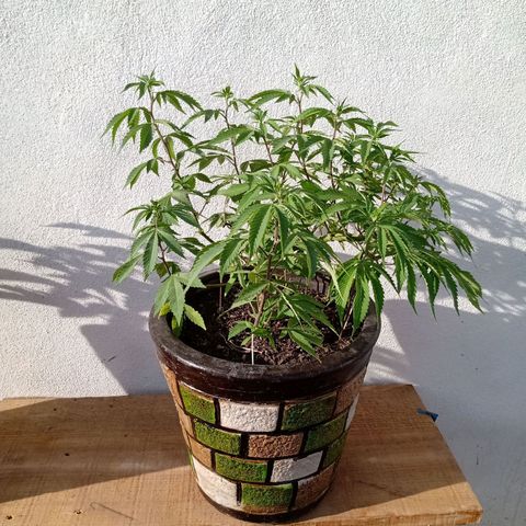 PYK  growlog timeline photo