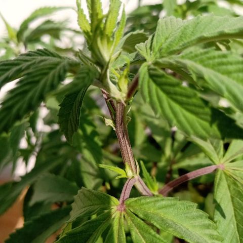 PYK  growlog timeline photo