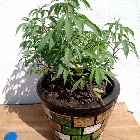 PYK  growlog timeline photo