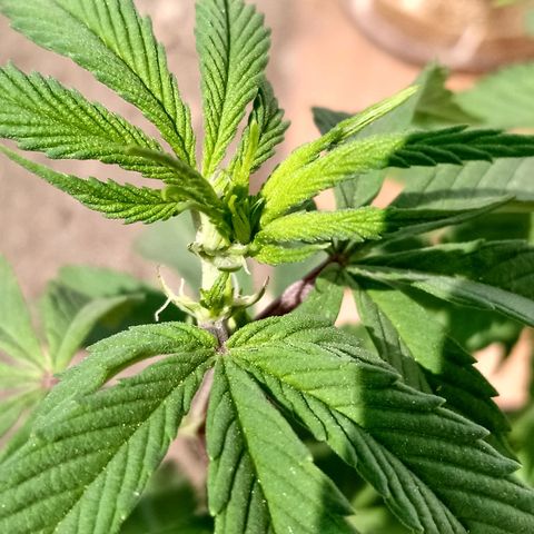 PYK  growlog timeline photo