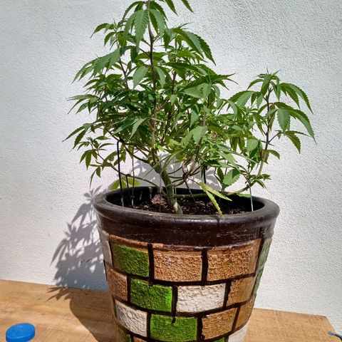 PYK  growlog timeline photo