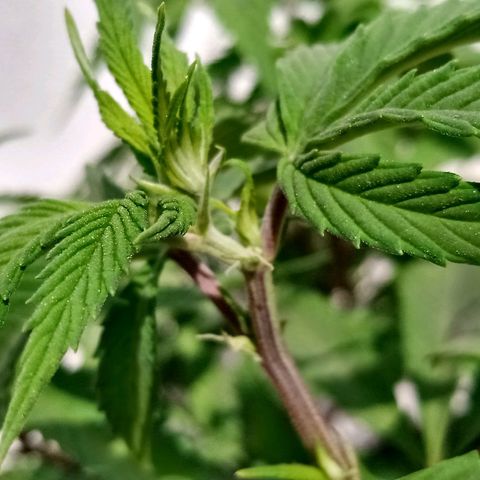 PYK  growlog timeline photo
