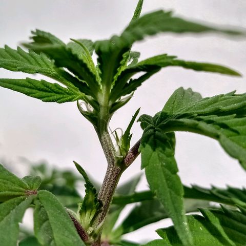PYK  growlog timeline photo