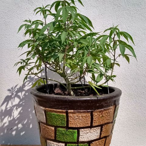 PYK  growlog timeline photo