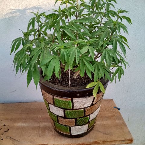 PYK  growlog timeline photo