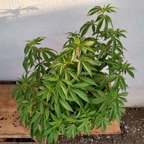PYK  growlog timeline photo