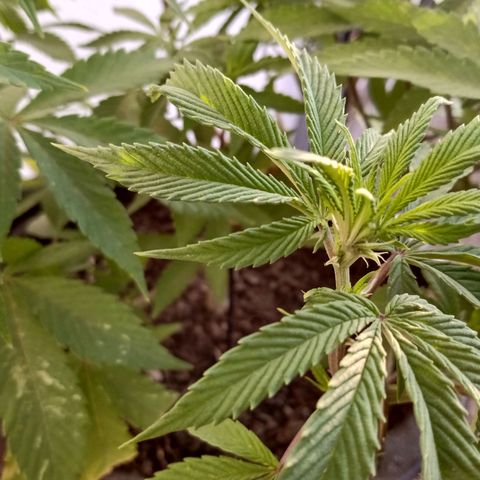 PYK  growlog timeline photo