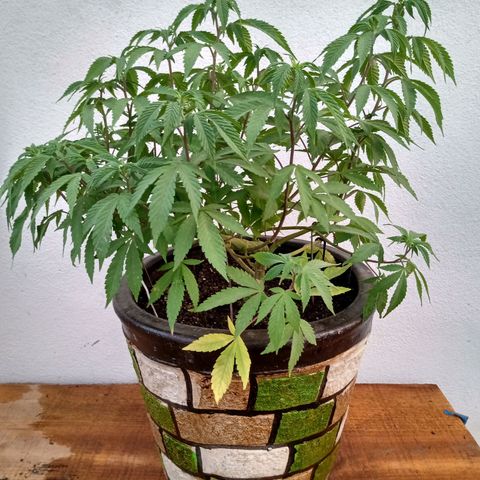 PYK  growlog timeline photo