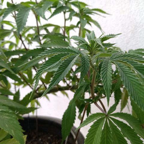 PYK  growlog timeline photo
