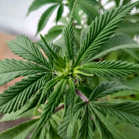 PYK  growlog timeline photo