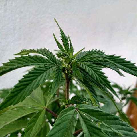 PYK  growlog timeline photo