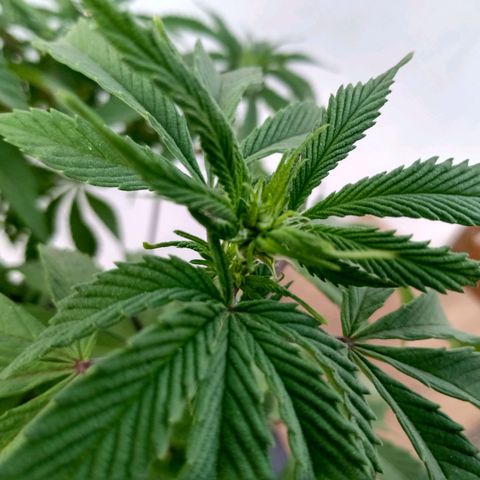 PYK  growlog timeline photo