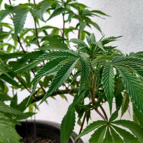 PYK  growlog timeline photo