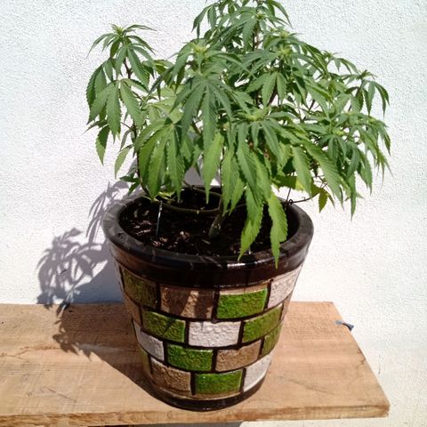 PYK  growlog timeline photo