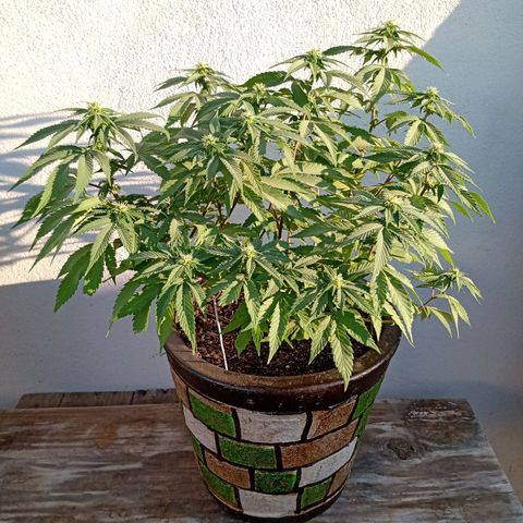 PYK  growlog timeline photo