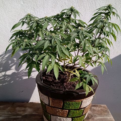 PYK  growlog timeline photo