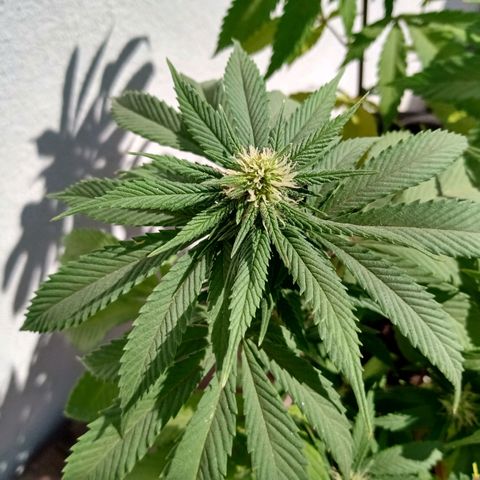 PYK  growlog timeline photo