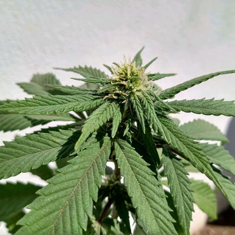 PYK  growlog timeline photo
