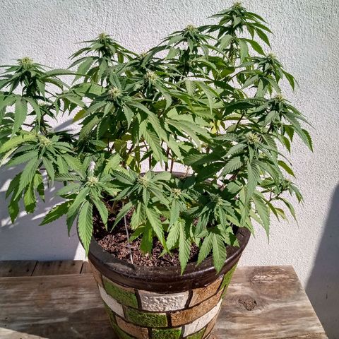 PYK  growlog timeline photo