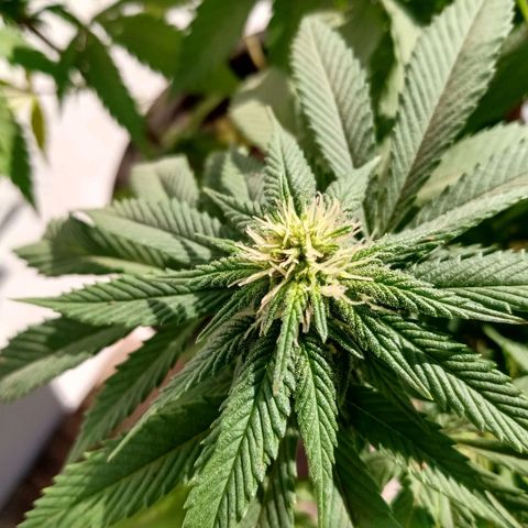 PYK  growlog timeline photo