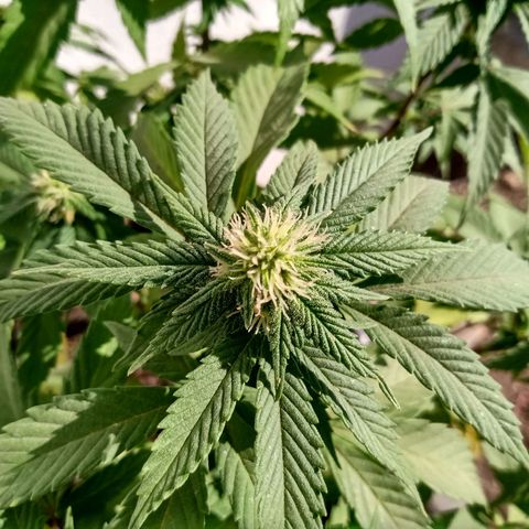 PYK  growlog timeline photo