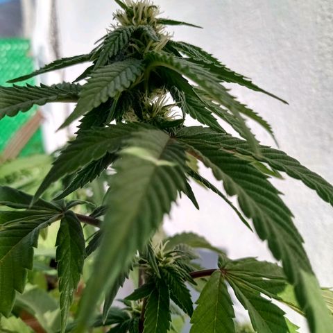 PYK  growlog timeline photo