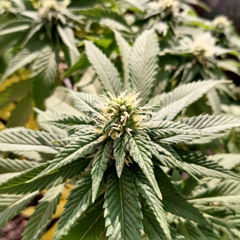 PYK  growlog timeline photo