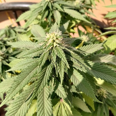 PYK  growlog timeline photo