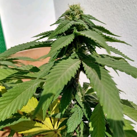 PYK  growlog timeline photo