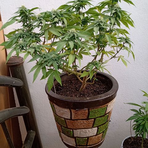 PYK  growlog timeline photo