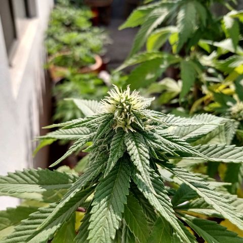 PYK  growlog timeline photo