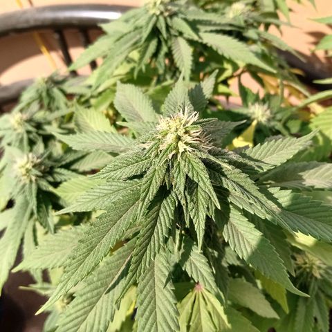 PYK  growlog timeline photo