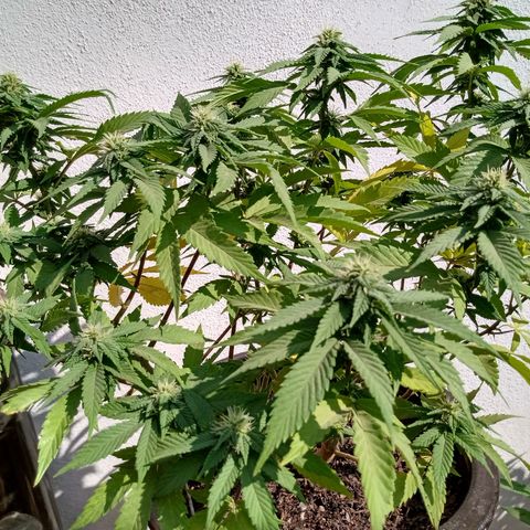 PYK  growlog timeline photo