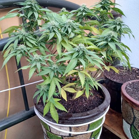 PYK  growlog timeline photo