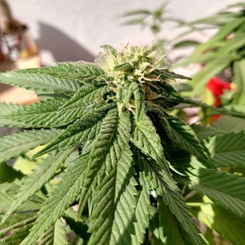PYK  growlog timeline photo