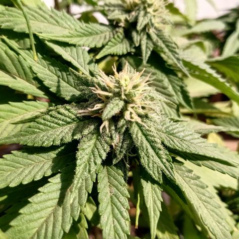 PYK  growlog timeline photo