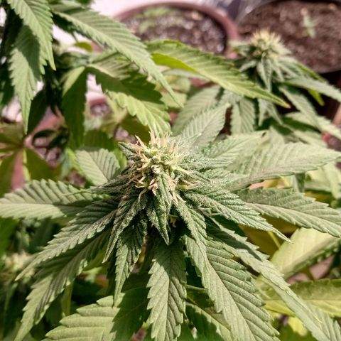 PYK  growlog timeline photo