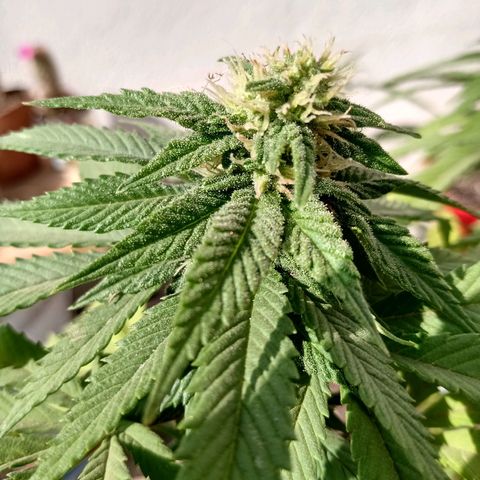 PYK  growlog timeline photo