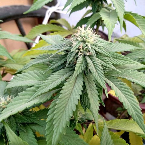 PYK  growlog timeline photo