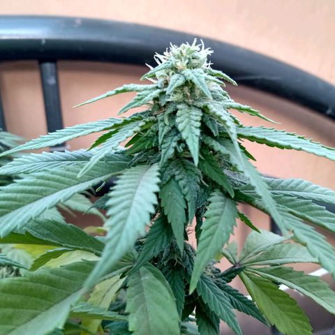 PYK  growlog timeline photo