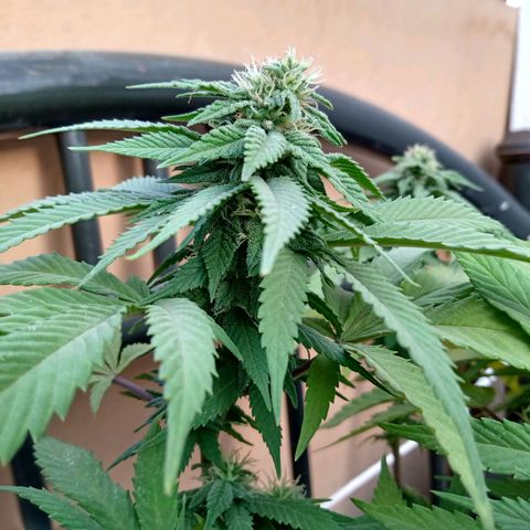 PYK  growlog timeline photo