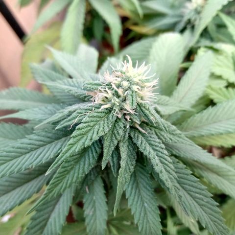 PYK  growlog timeline photo