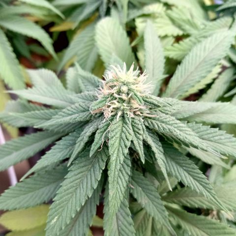PYK  growlog timeline photo