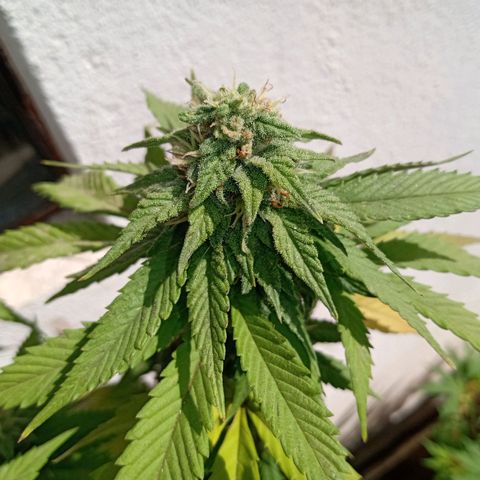 PYK  growlog timeline photo