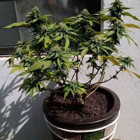PYK  growlog timeline photo
